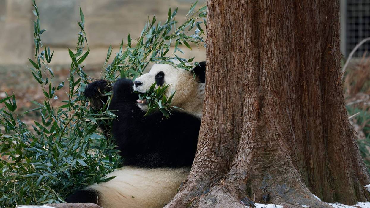 Female giant panda Qing Bao eats bamboo in her enclosure at the National Zoo on January 24, 2025 in Washington, DC.