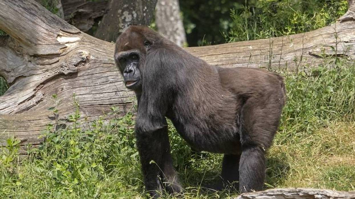 San Antonio Zoo throws Quinceañera for 15-year-old gorilla