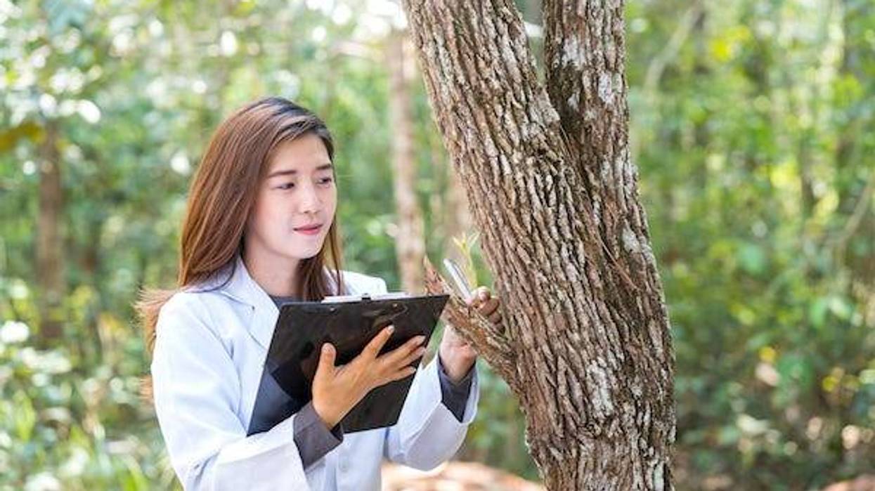 Female scientist studying a tree