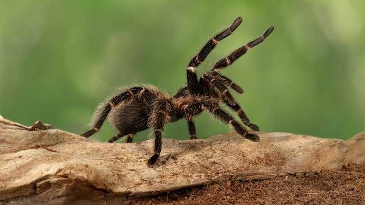 Female tarantula in a threatening position