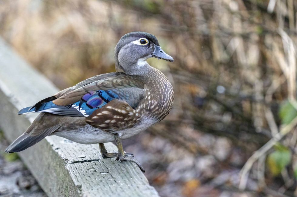 Female Wood Duck with gray head, yellow eye, and vibrant blue wing feathers on a wooden rail.