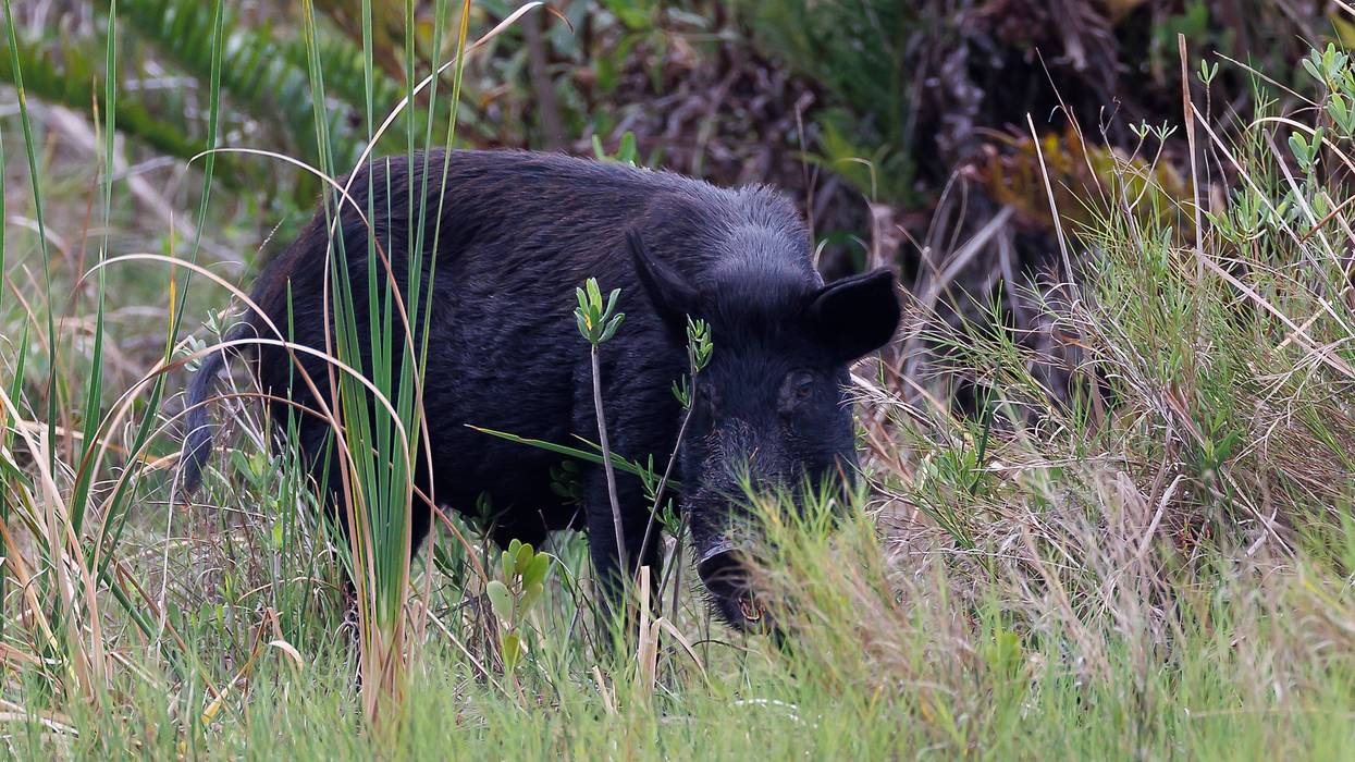 Feral hog