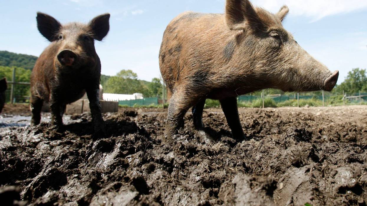 feral hogs