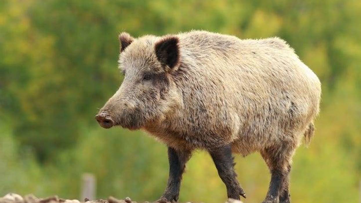 Feral Hogs