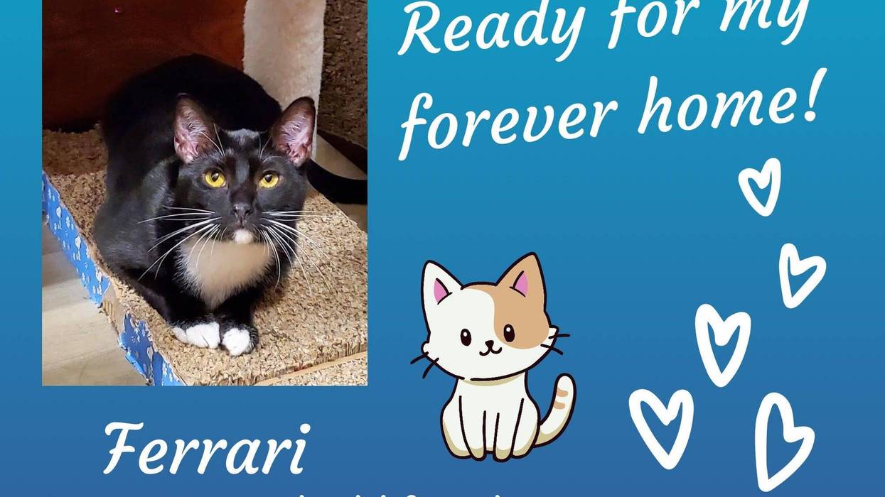 Ferrari, a year old black and white tuxedo cat