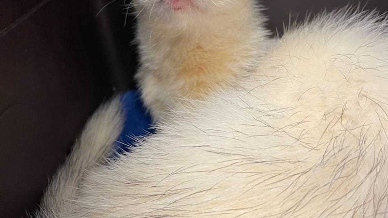 Ferret