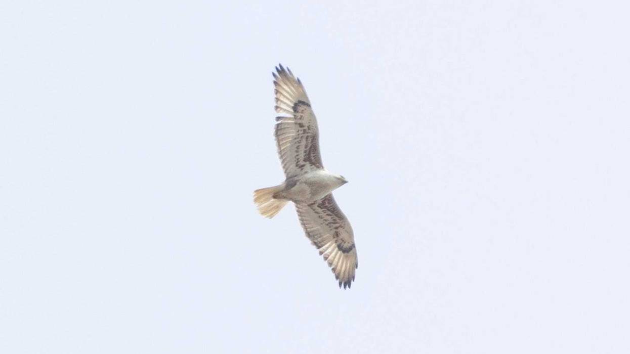 Ferruginous Hawk