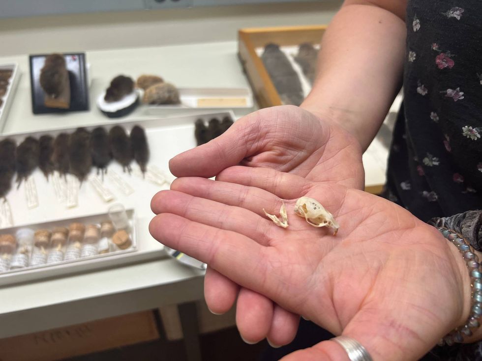 Field Museum researcher Stephanie Smith holds a rodent skull in her hand. Smith and her colleague Anderson Feijó studied skulls like these to examine changes in rodents