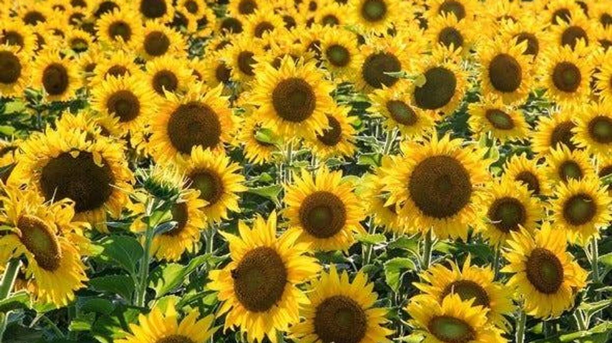 Field of sunflowers