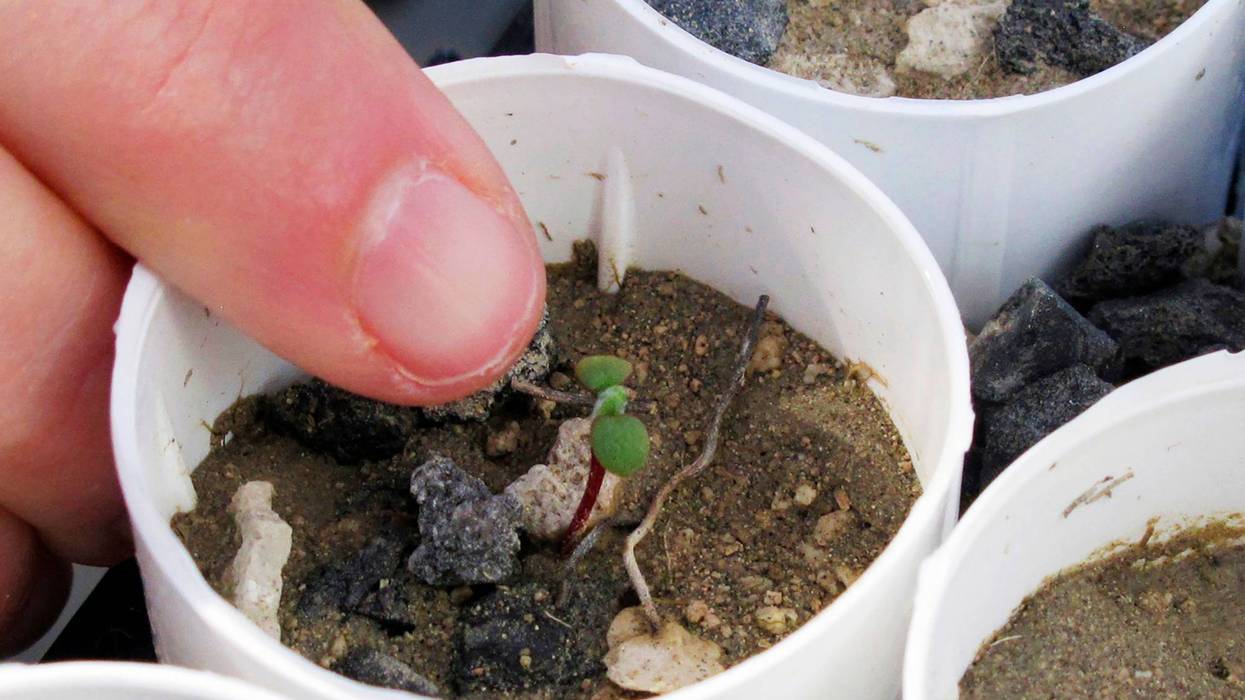 Nevada lithium mine clears major hurdle despite conservationists' worries for rare wildflower