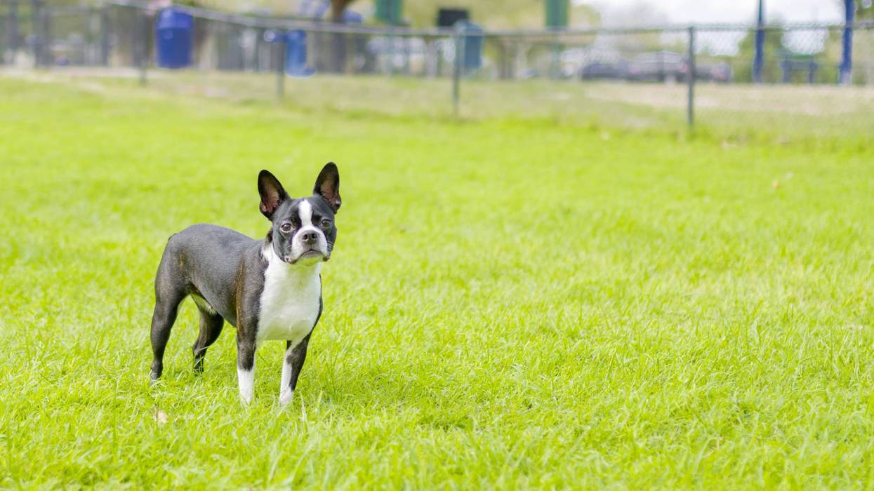 FILE: Boston Terrier at a dog park