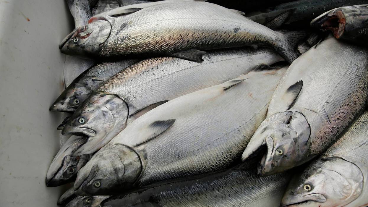 FILE - Chinook salmons are seen after being unloaded at Fisherman's Wharf in San Francisco, Monday, July 22, 2019.