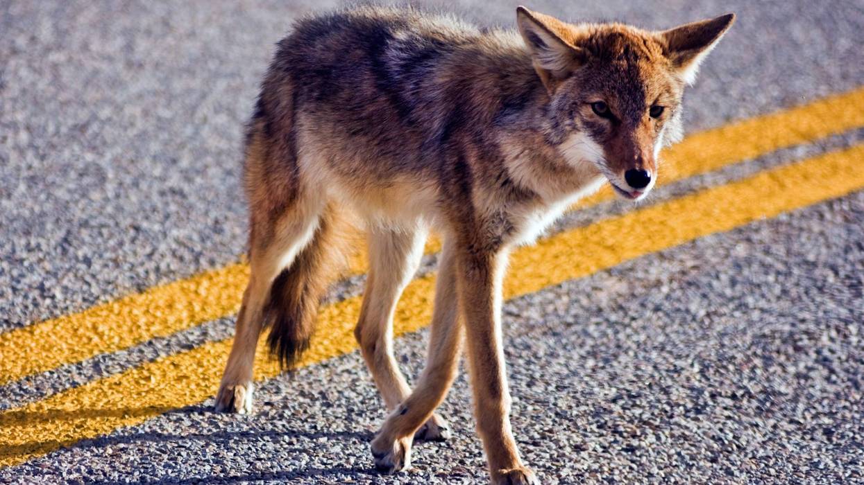 FILE: Coyote crossing road