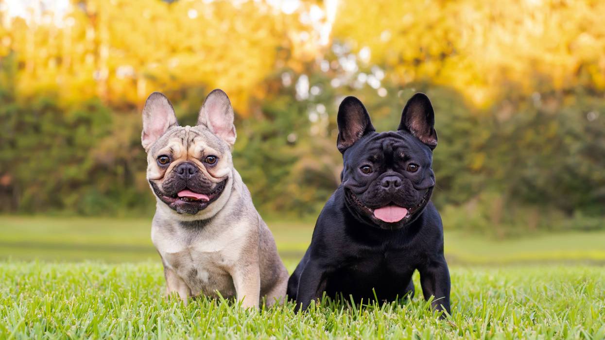 FILE: French bulldogs