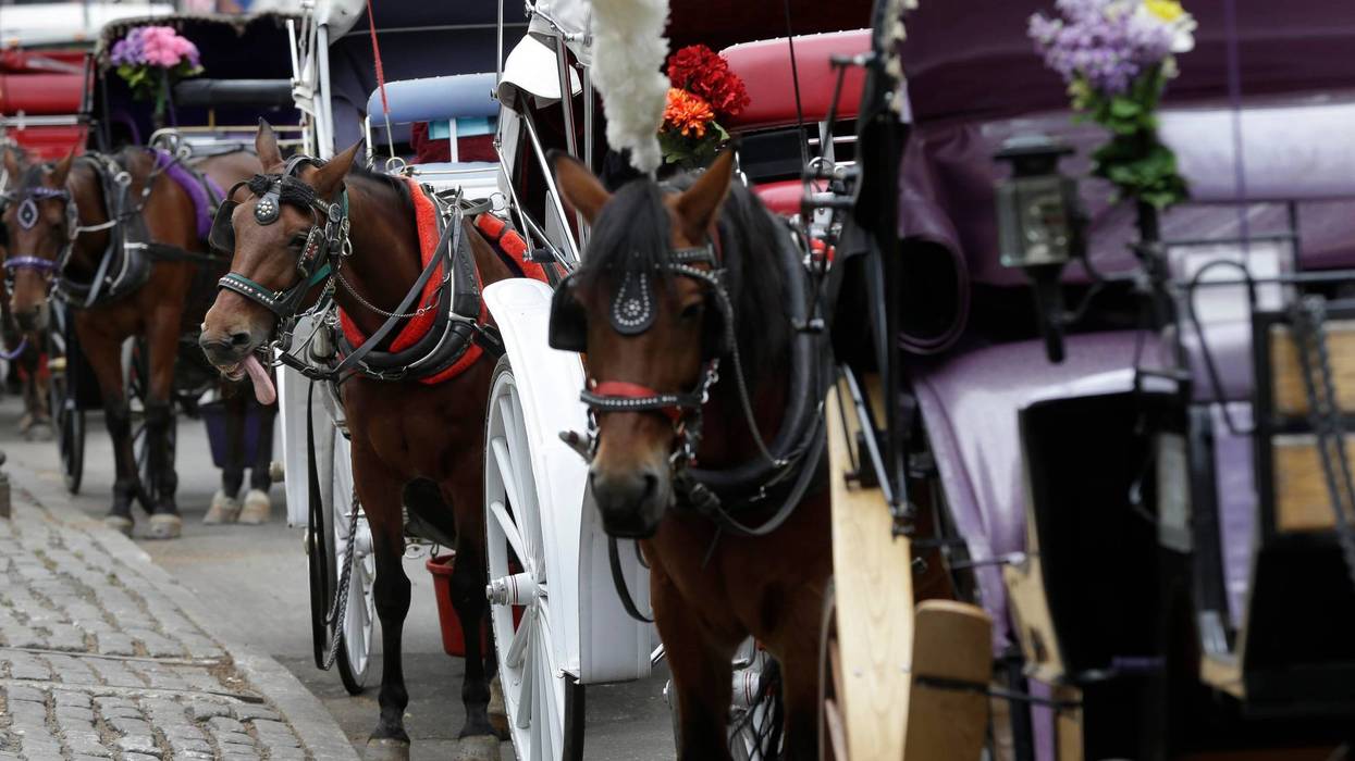Teenager dies after being thrown from horse-drawn carriage in NYC's Central Park