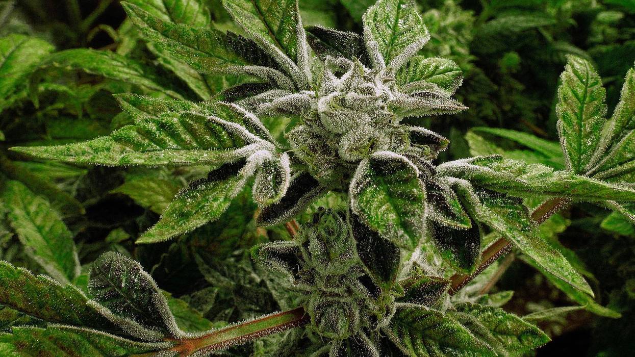 Trump reclassifies state-licensed medical marijuana as a less-dangerous drug in a historic shift