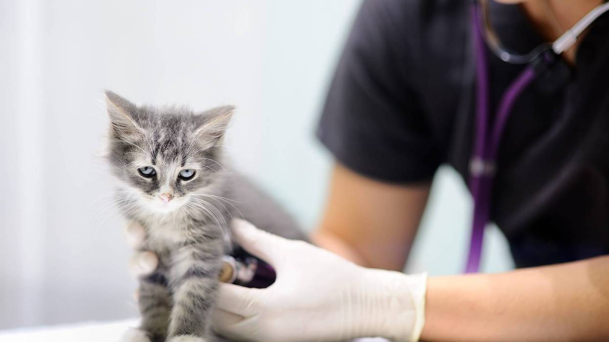 FILE: Kitten at vet.