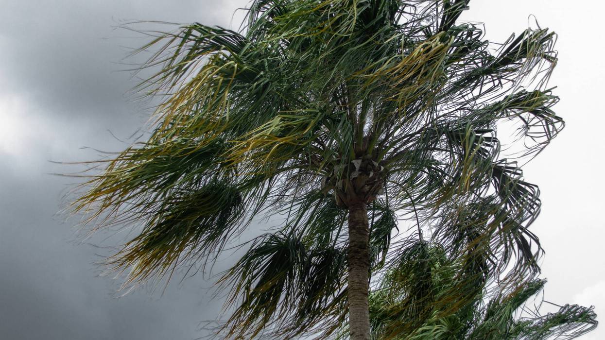 FILE: Palm trees blowing in the wind.