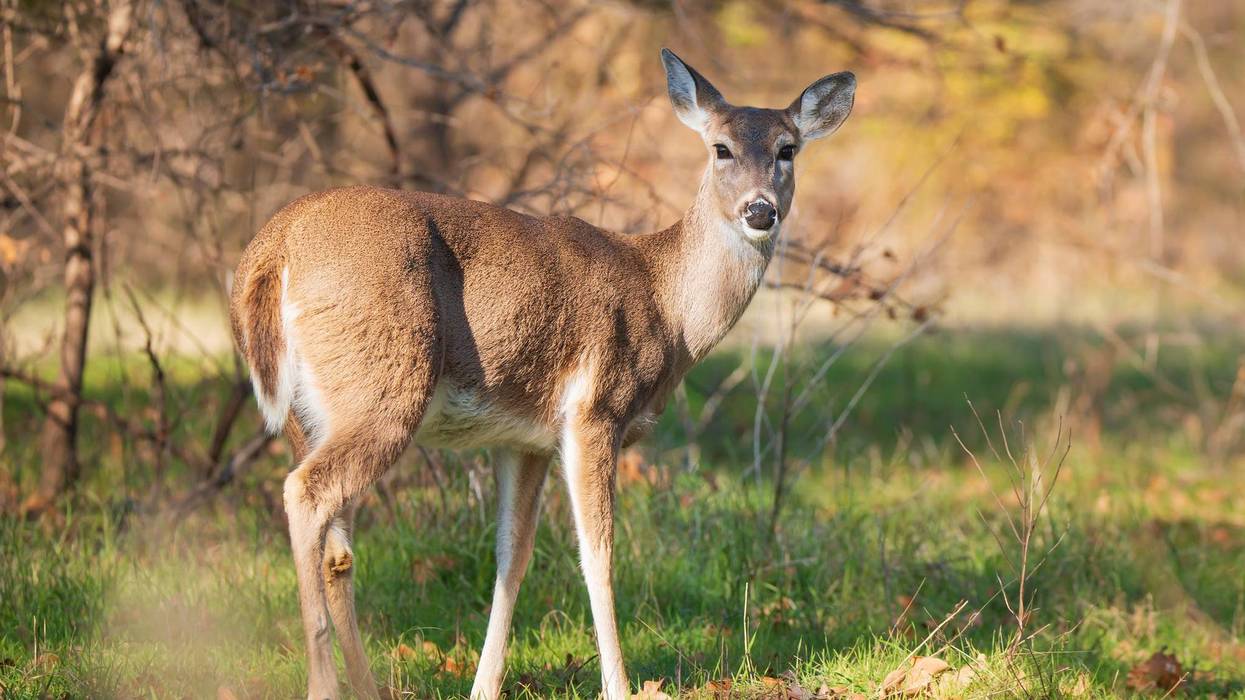 File photo: Deer