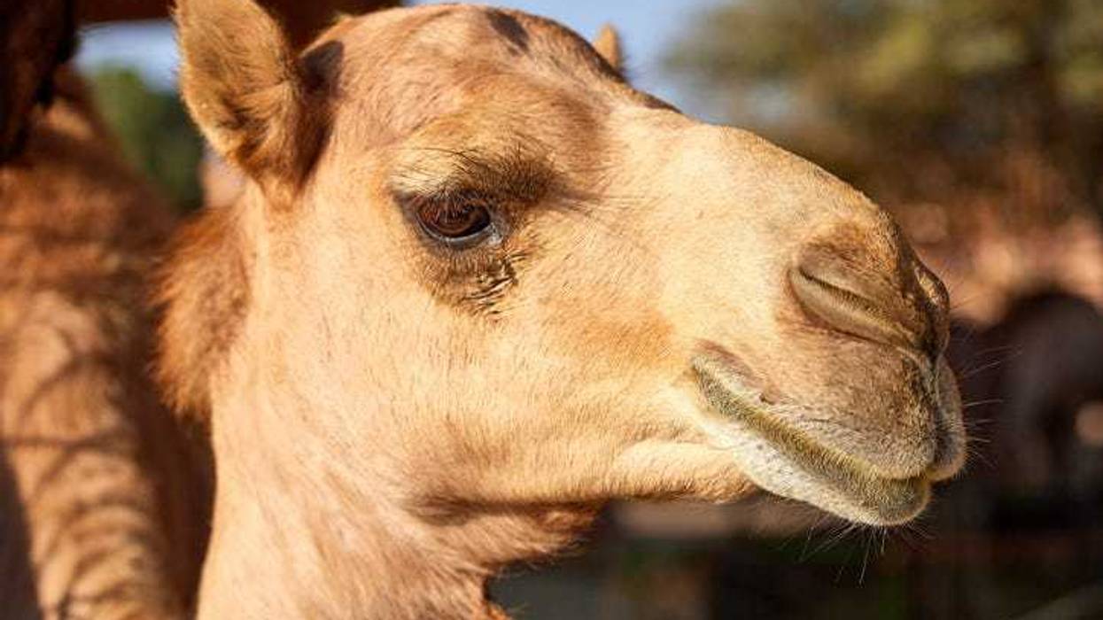 File photo of a camel