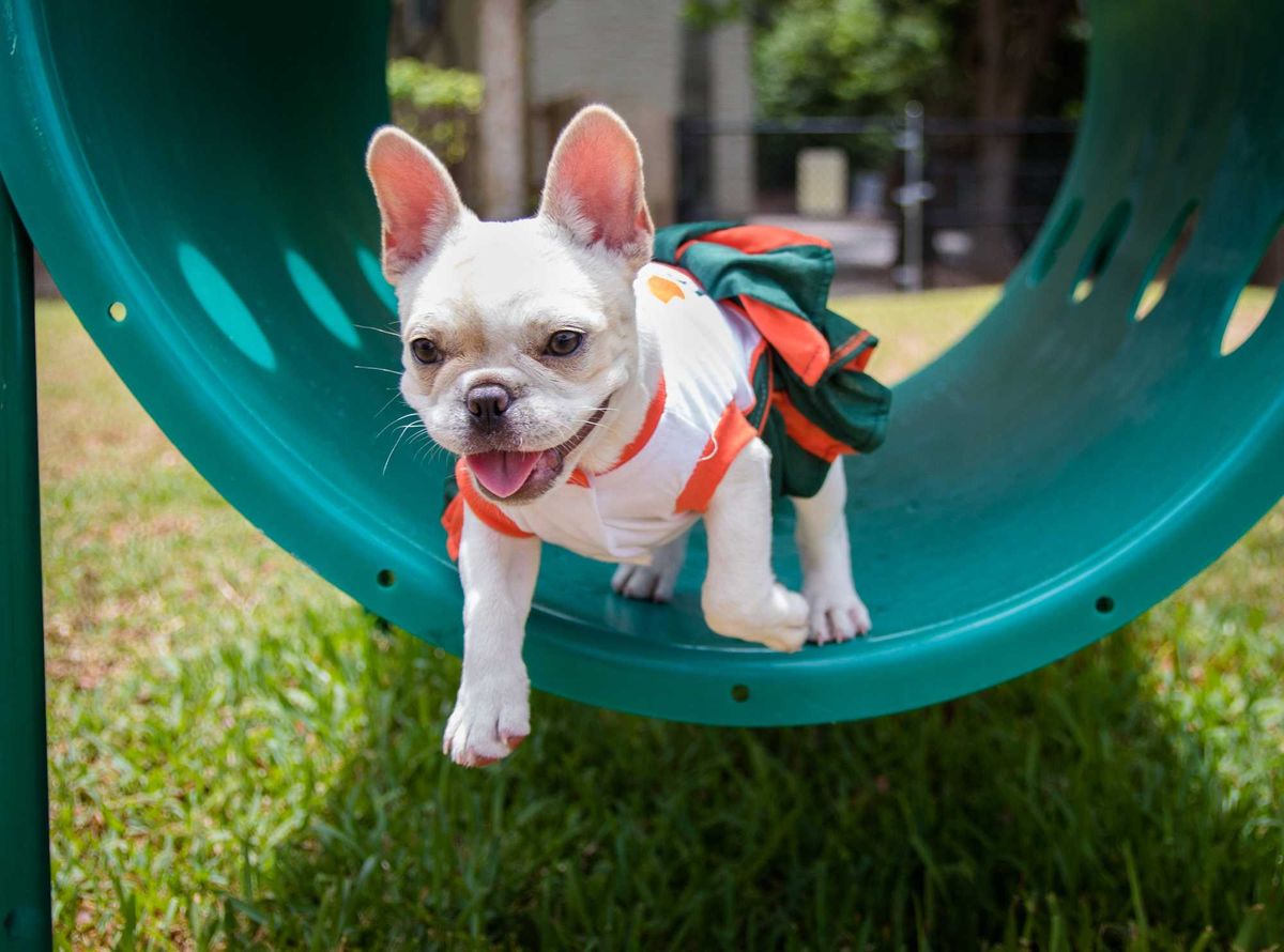 File photo of a french bull at the park.