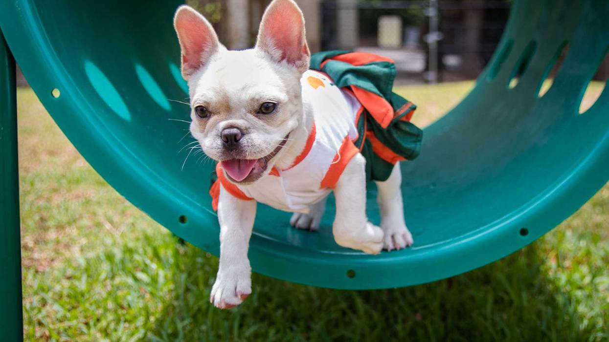 File photo of a french bull at the park.