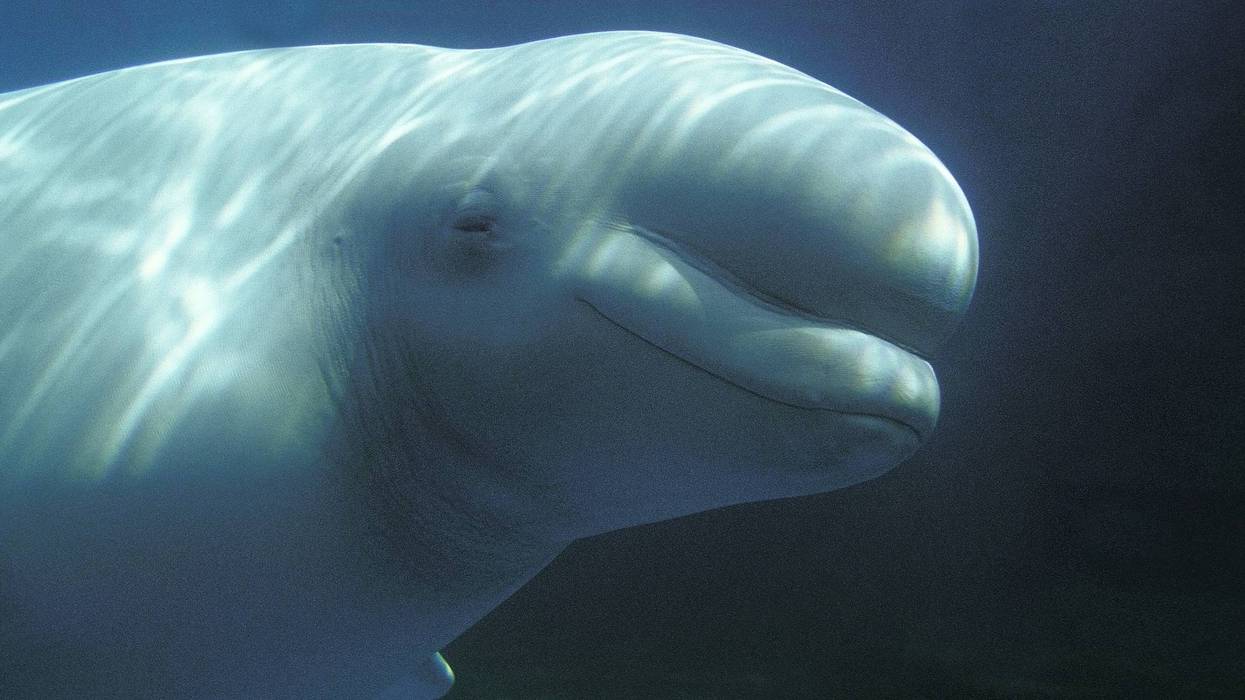 Two more belugas die at Shedd Aquarium