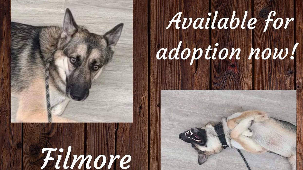 Filmore, a two year old large mixed breed dog up for adoption