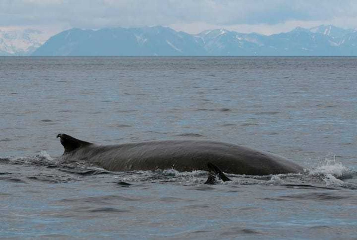 Fin Whales Off Kodiak Island. Stock photo.
