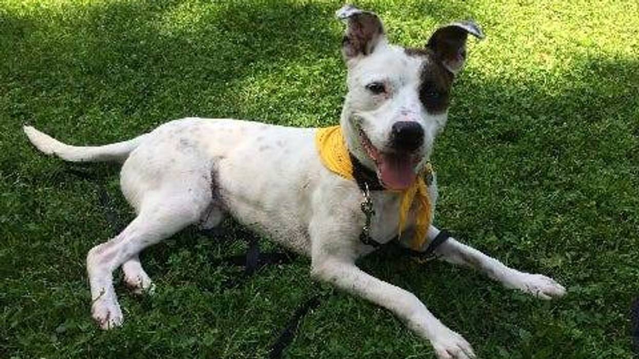 Finch is a 4-year-old American Blue Heeler mix. He weighs 63.5 pounds.