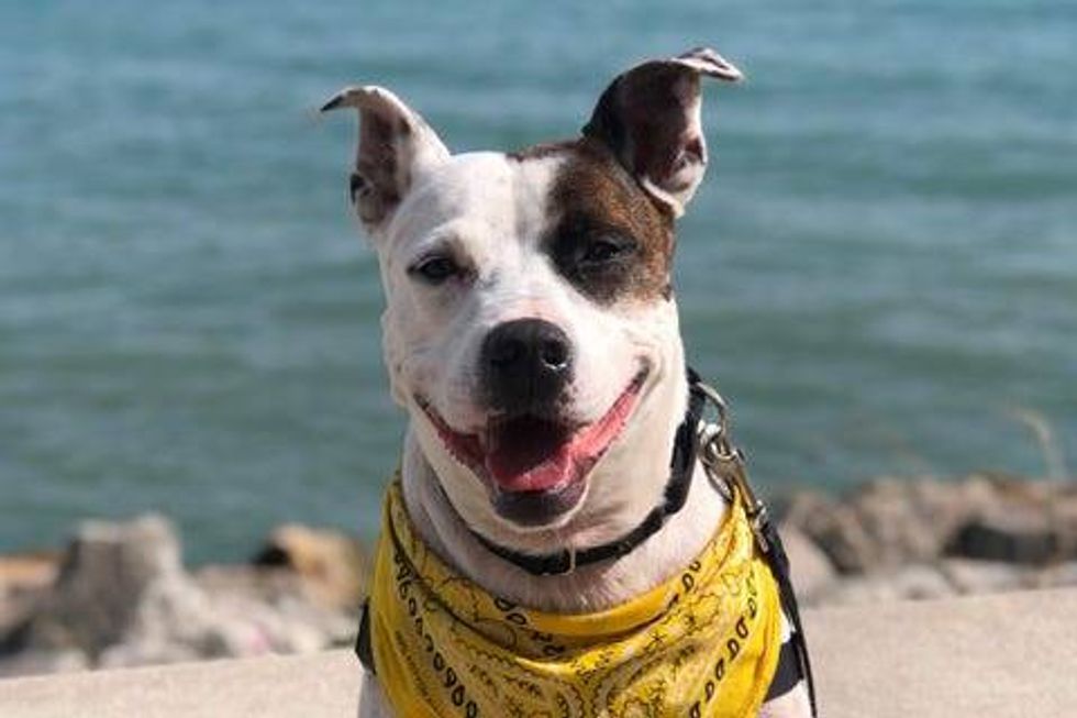 Finch is a 4-year-old American Blue Heeler mix. He weighs 63.5 pounds.