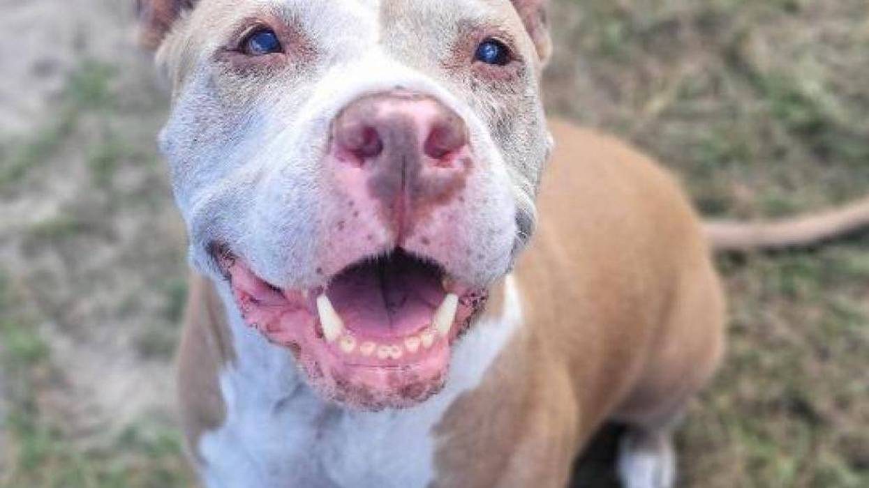 Fiona at Voices Of Change Animal League of Marion County