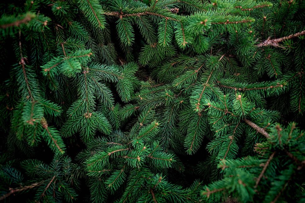 Fir tree bunch close up