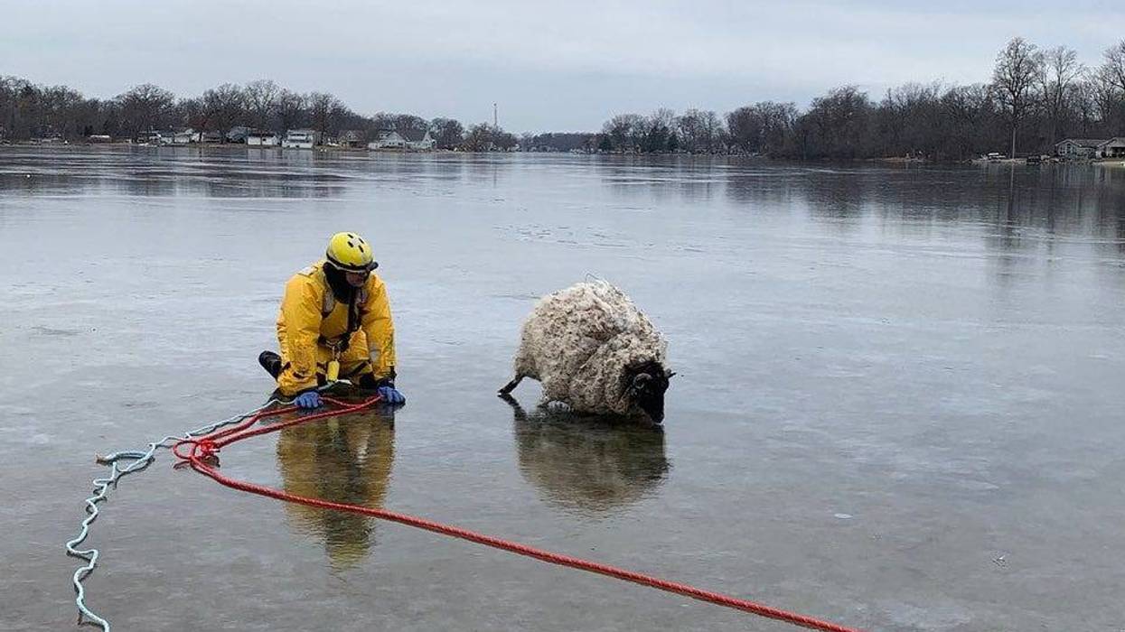 Firefighter rescuing sheep on frozen lake