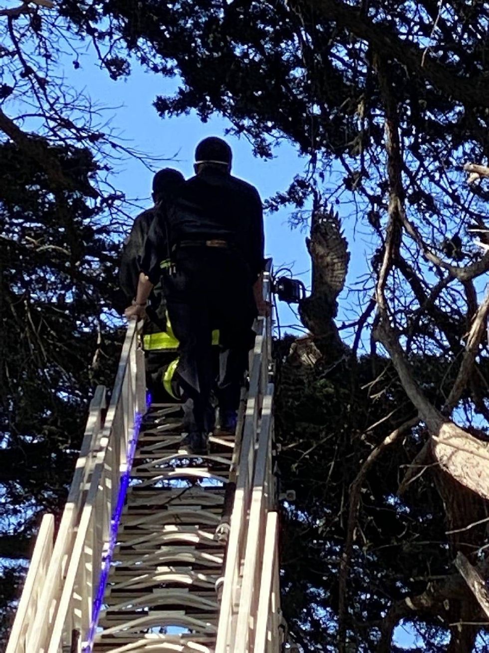 Firefighters approach the owl with caution.