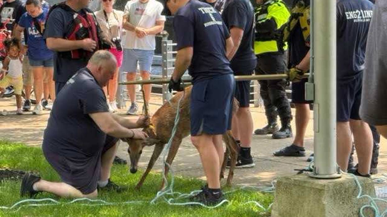 Firefighters rescue trapped deer on Buffalo's waterfront