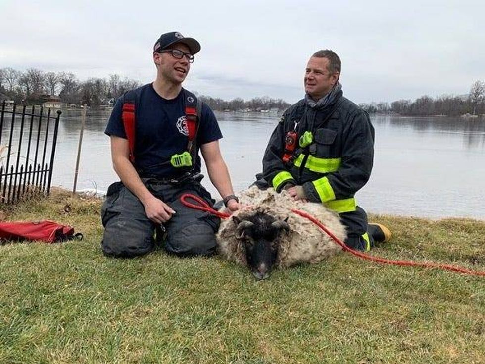 Firefighters with sheep after making rescue