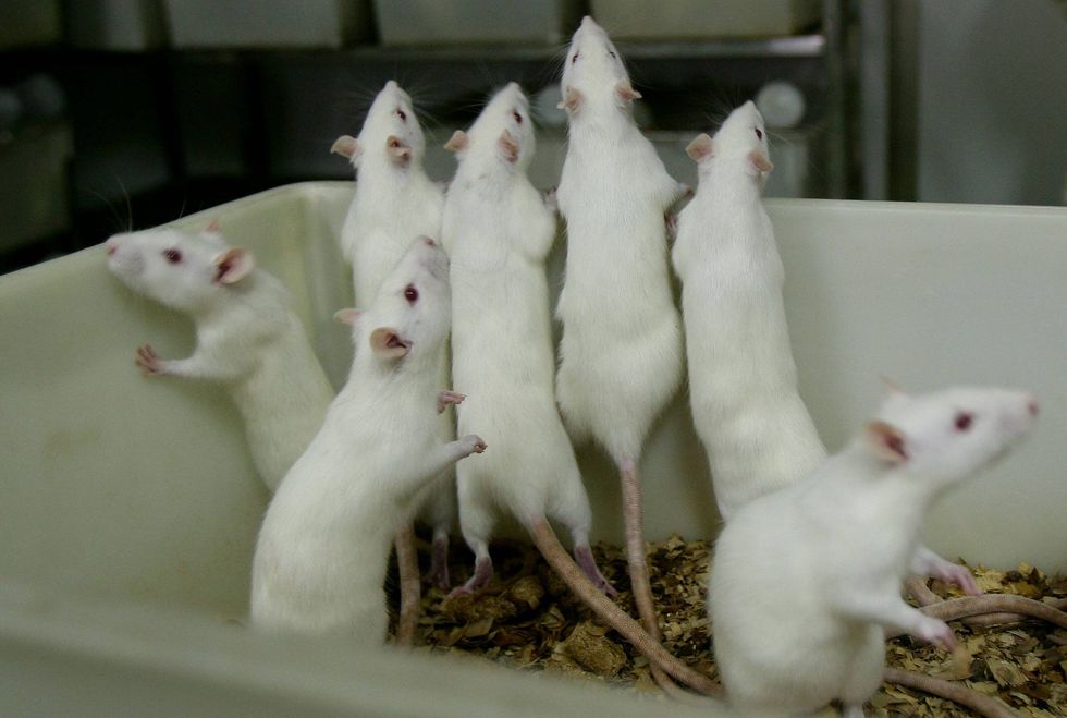 Infectious disease expert says Hantavirus fears are real but not in Chicago