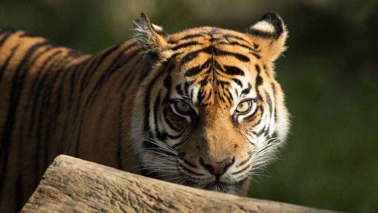 First-time mother Kartika is seen as her three Sumatran Tiger cubs are placed on display at Taronga Zoo on March 29, 2019 in Sydney, Australia.