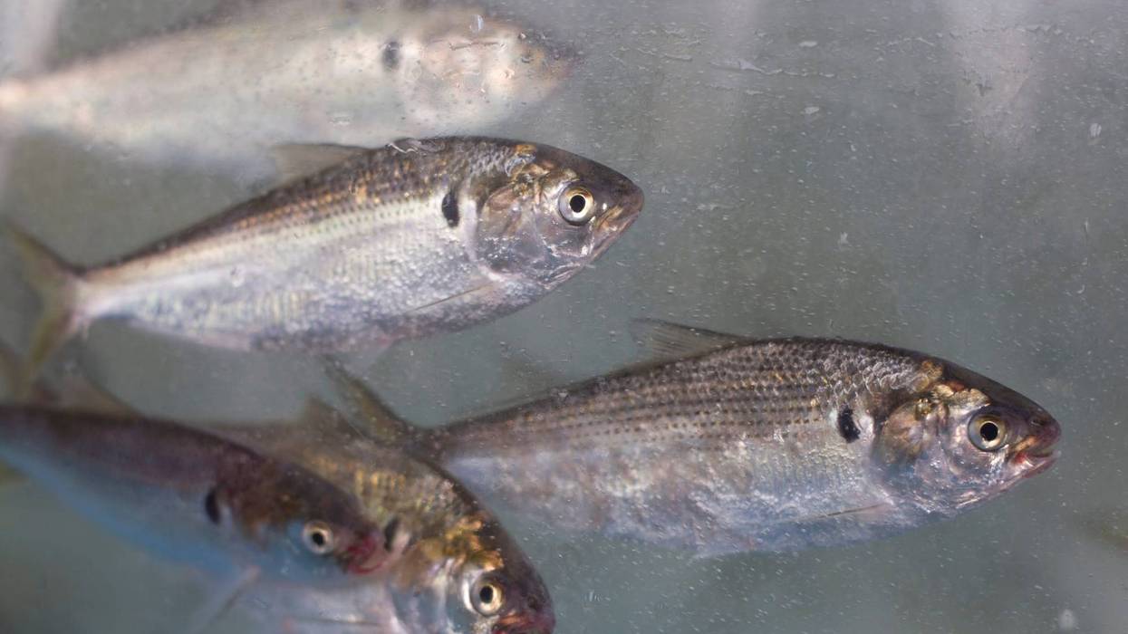 fish