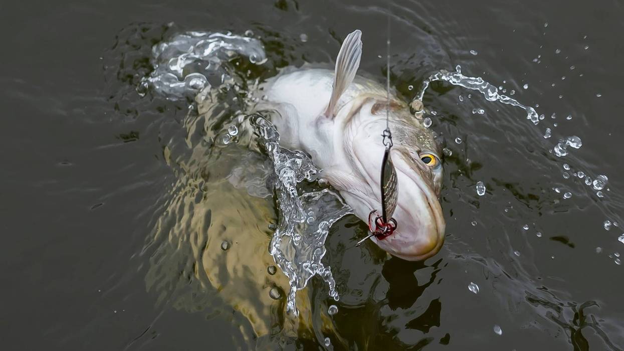 Fish