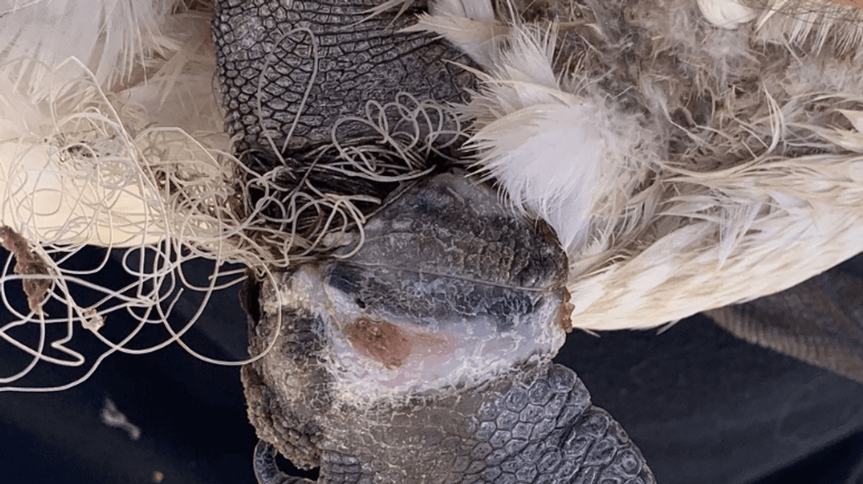 fishing line around goose's leg