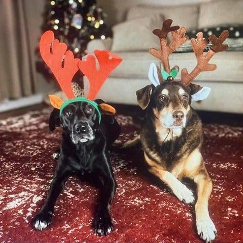 Five Acres Animal Shelter