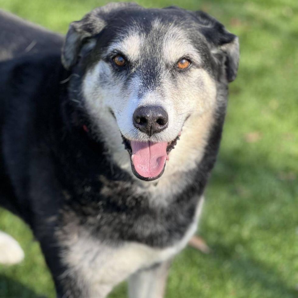 Five Acres Animal Shelter