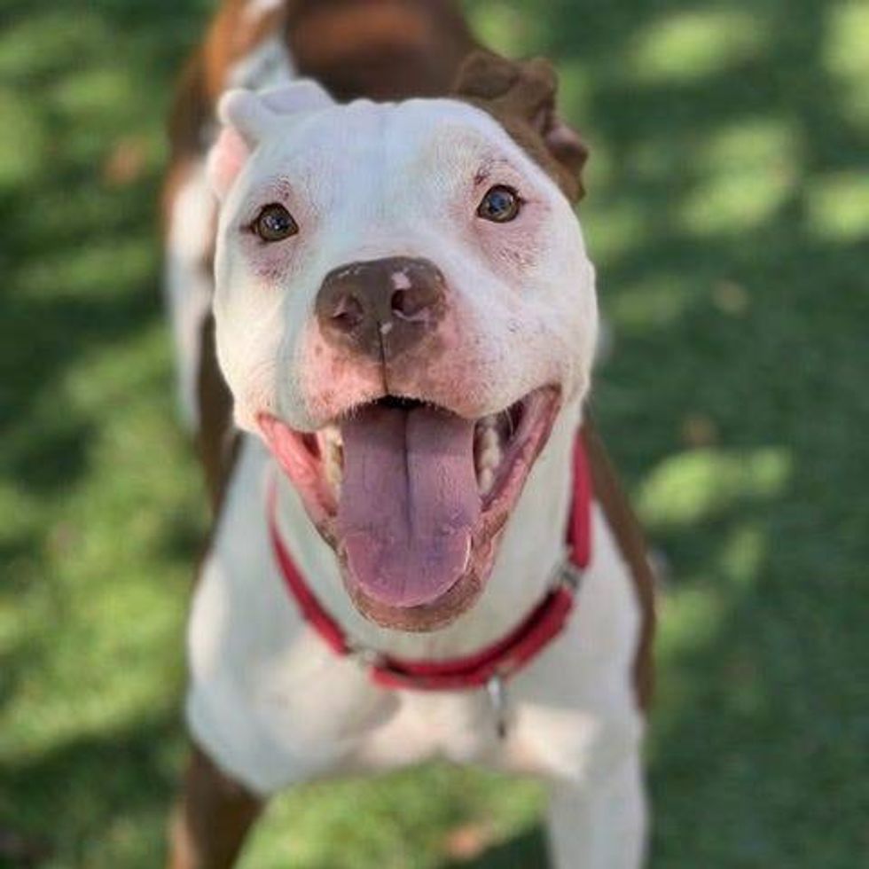 Five Acres Animal Shelter