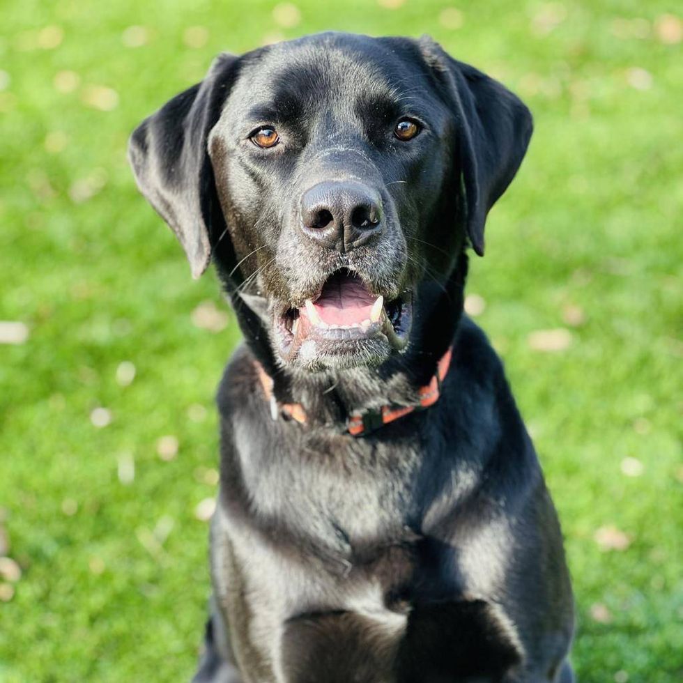 Five Acres Animal Shelthr