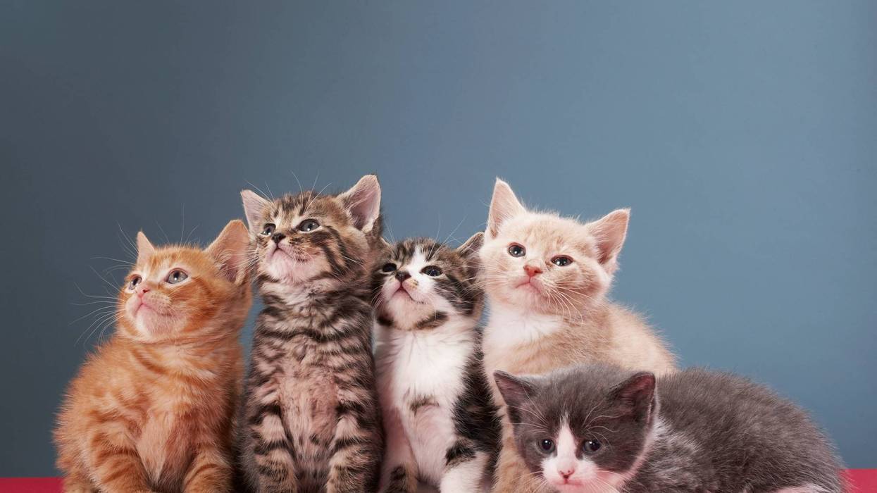 Five kittens posing