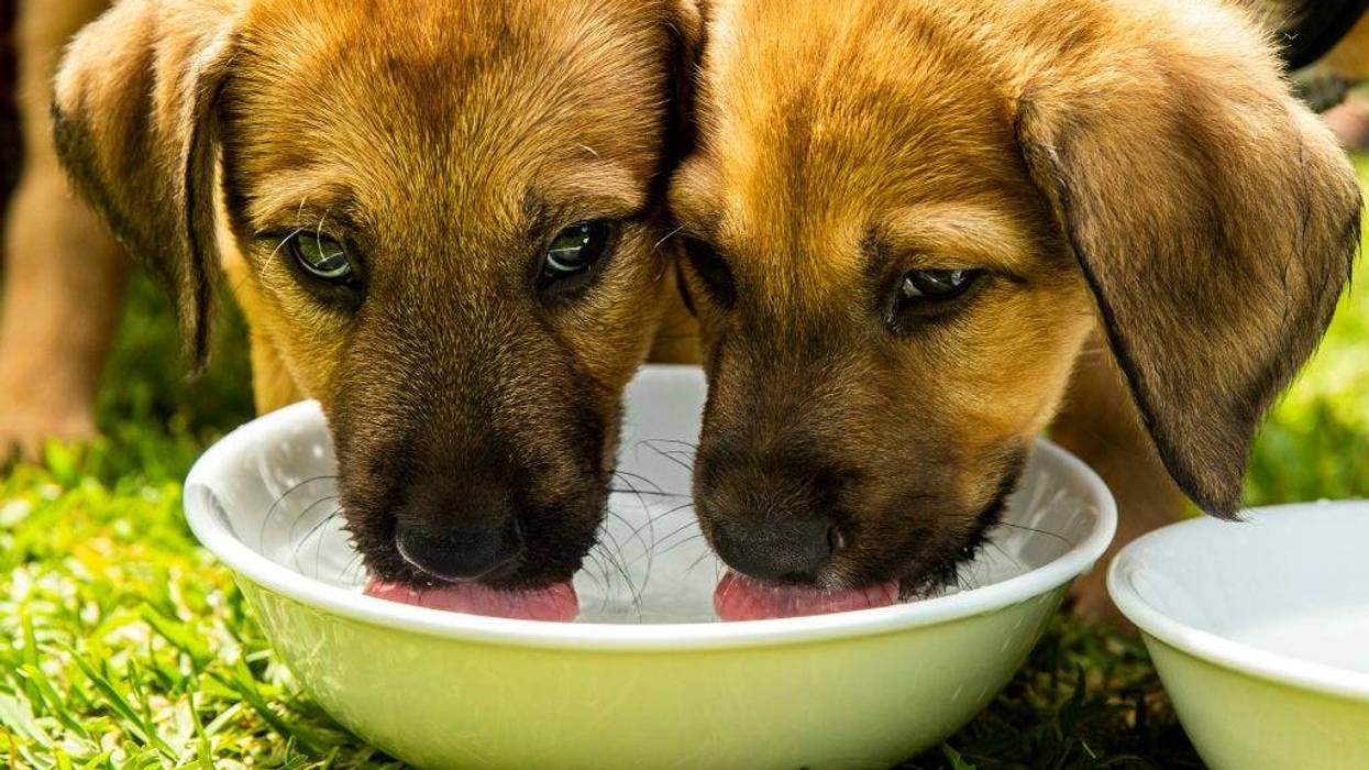 Five puppies died in a fire on Saturday, Santa Rosa officials reported.