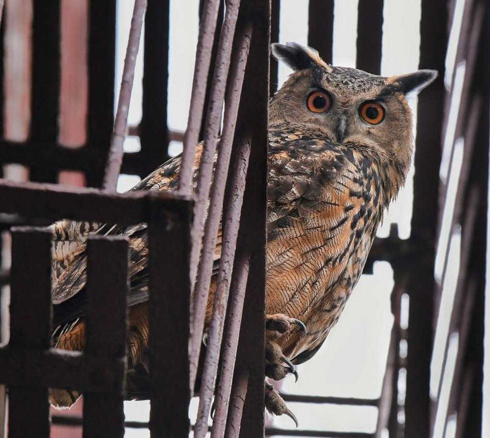 Flaco on an Upper West Side fire escape on Nov. 27, 2023.