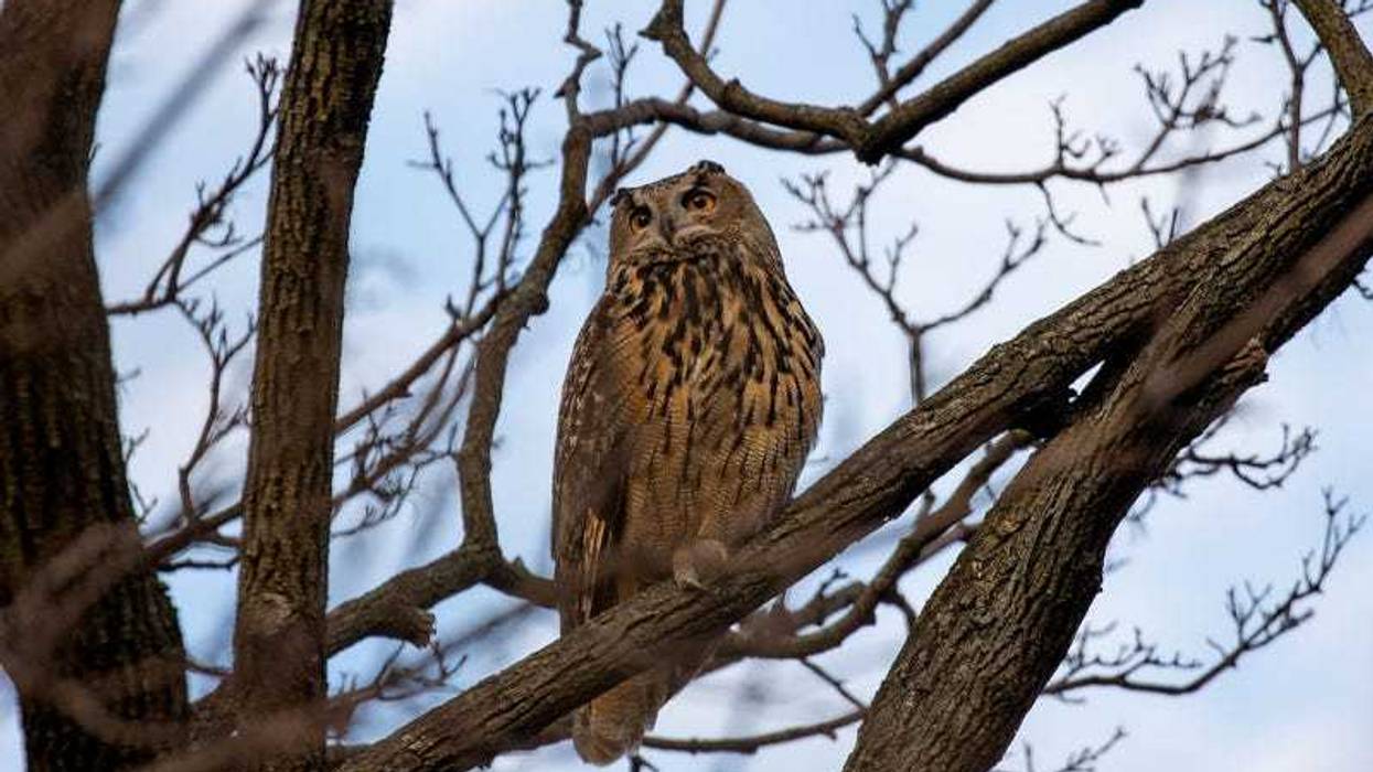 Flaco the owl in Central Park on Feb. 15, 2023.